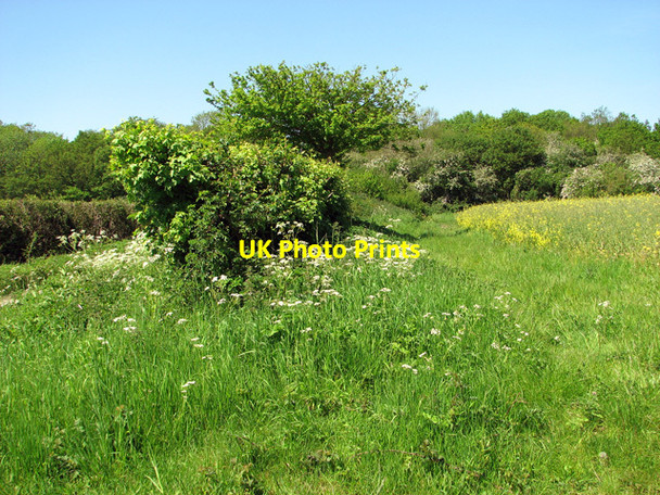 Photo 6"x4" Field boundary hedge beside Wash Lane Hedenham c2012