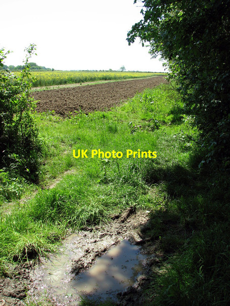 Photo 6"x4" Fields east of Tearcoat Plantation Hedenham c2012
