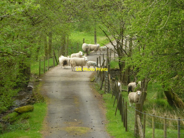 Photo 6"x4" Sheep on the track Llananno c2012