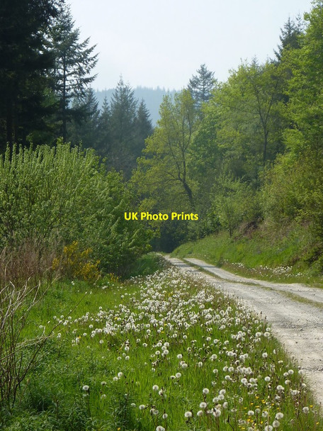Photo 6"x4" Track towards Abbeycwmhir from Brynmoel Abbeycwmhir c2012