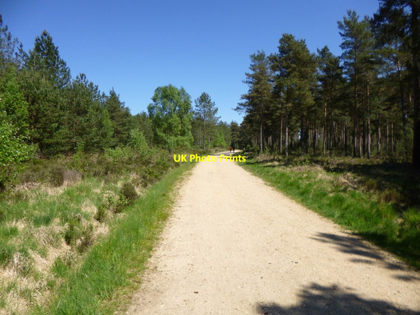 Photo 6"x4" Ashley Heath, bridleway Ebblake c2012
