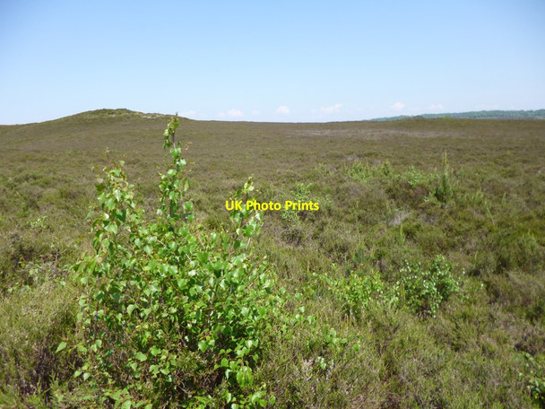 Photo 6"x4" Cranes Moor, heathland Burley Beacon c2012