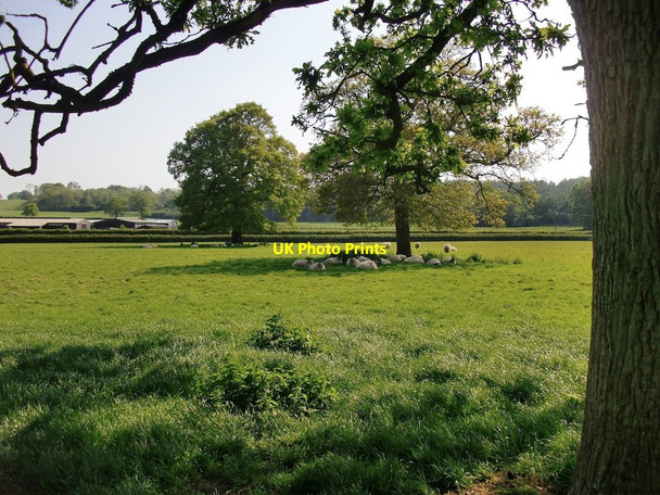 Photo 6"x4" Sheep sheltering from the sun, Tugley Highstreet Green\/SU9835 c2012