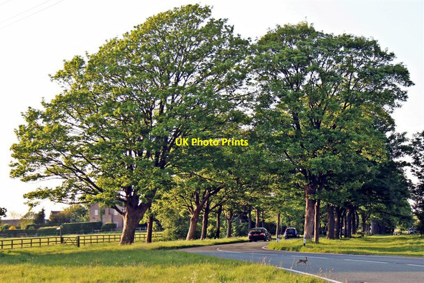 Photo 6"x4" Wild rabbit crosses the road, Storeton Storeton c2012