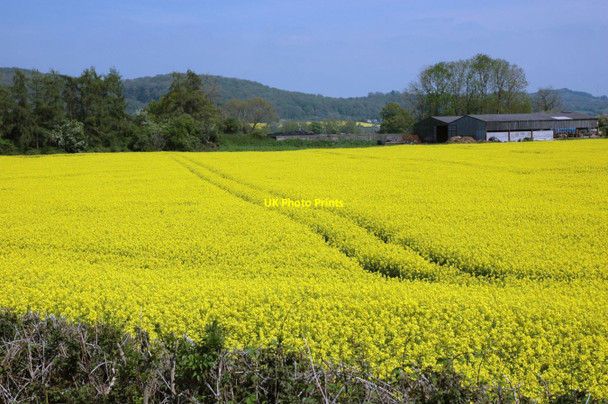 Photo 6"x4" Rapeseed near Holme Lacy Holme Lacy c2012