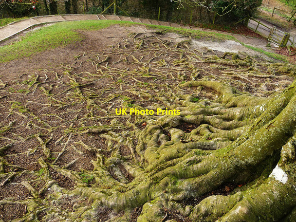Photo 6"x4" Avebury - Roots Avebury\/SU1069 c2012