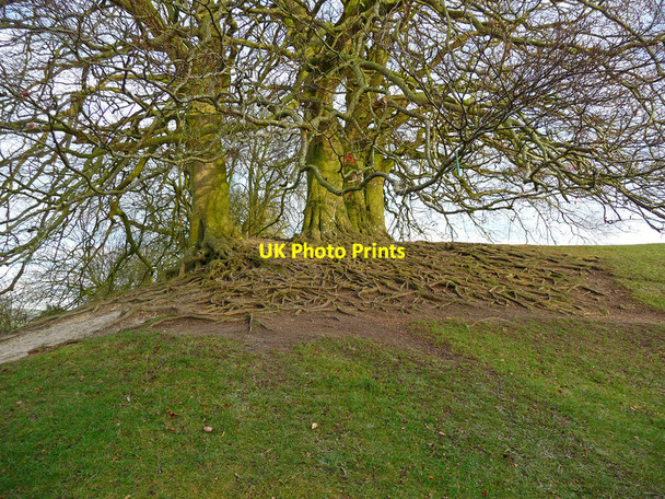 Photo 6"x4" Avebury - Tree Roots Avebury\/SU1069 c2012