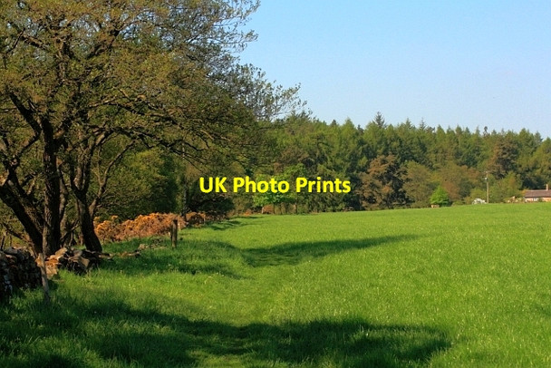 Photo 6"x4" Field on the Banks of the Wear Stanhope\/NY9939 c2012