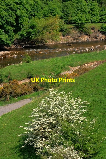 Photo 6"x4" River Wear Frosterley c2012