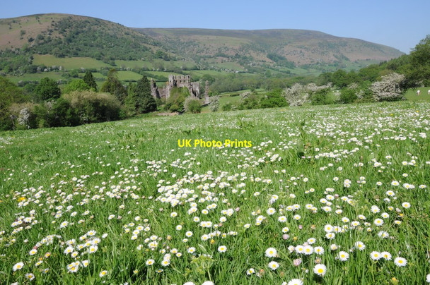 Photo 6"x4" Daisies and Llanthony Priory Llanthony c2012