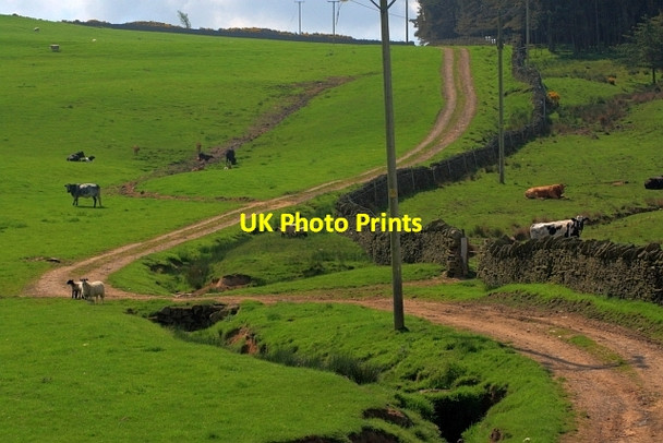 Photo 6"x4" Track to Harthope Upper Town\/NZ0737 c2012