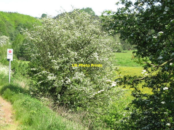 Photo 6"x4" Stop. Whistle before proceeding nearer to Oakamoor Kingsley Holt c2012