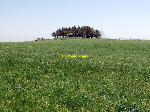 Photo 6"x4" Small copse, Horton Moor East Horton c2012