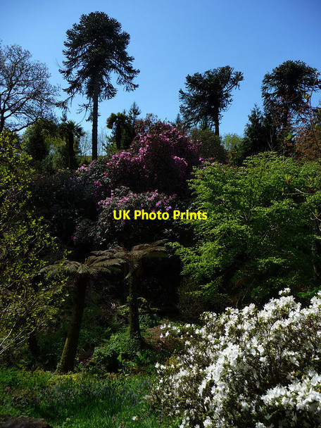 Photo 6"x4" Gardens of Heligan Kestle\/SW9945 c2012
