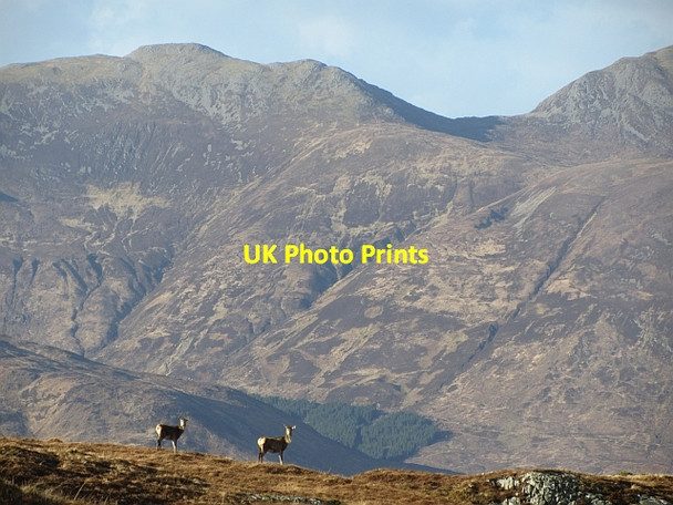Photo 6"x4" Deer, Meall Buidhe Eilanreach c2012