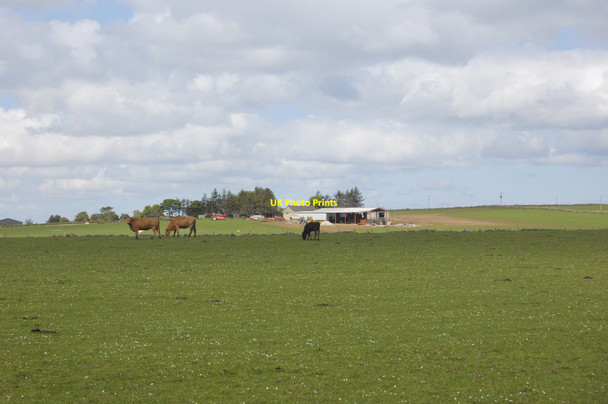 Photo 6"x4" Content Cows Belhelvie c2012