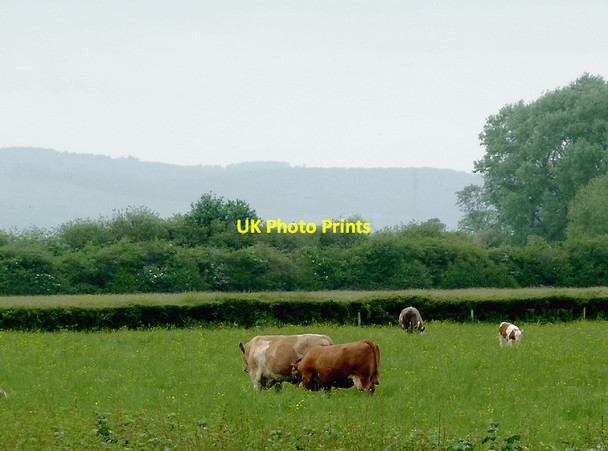 Photo 6"x4" Grazing near Slimbridge, Gloucestershire Shepherd's Patch c2012