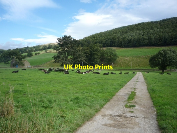 Photo 6"x4" Track to Longside House Ramsgill c2009