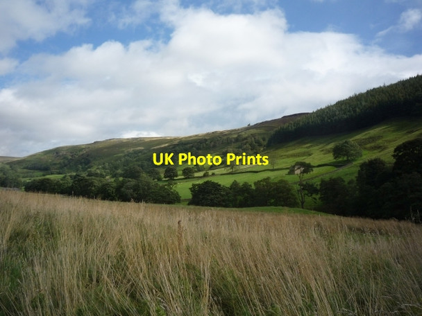Photo 6"x4" Towards Thrope Plantation Middlesmoor\/SE0974 c2009