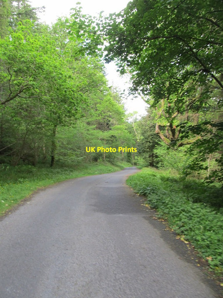 Photo 6"x4" Road through Kilbroney Forest Rostrevor c2012
