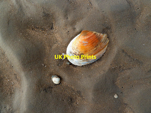 Photo 6"x4" Shells on Mersehead Sands Barend\/NX8855 c2012