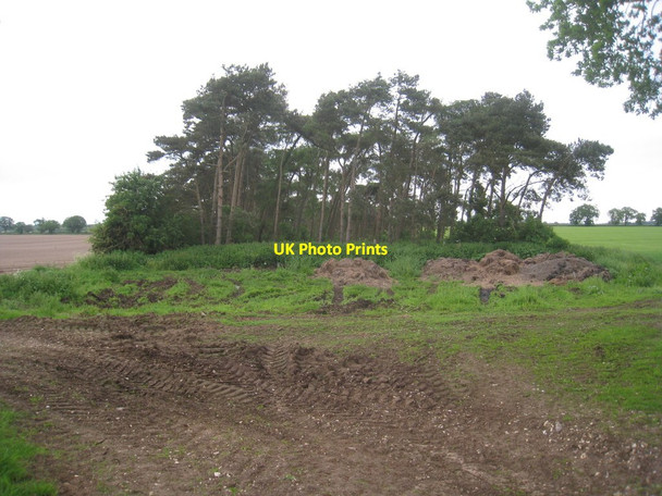 Photo 6"x4" Narrow plantation West Lexham c2012