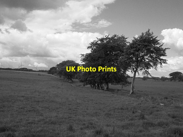 Photo 6"x4" Grown out hedge Auldhouse c2012