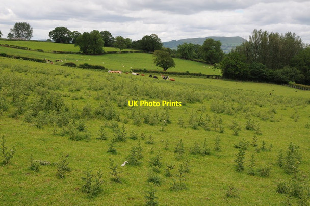 Photo 6"x4" Farmland near Cefn Coch Farm Llanarth\/SO3710 c2012