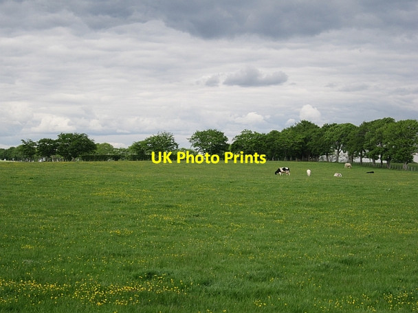 Photo 6"x4" Pasture at Shawton Chapelton\/NS6848 c2012
