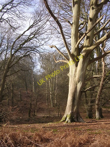 Photo 6"x4" Trees at Church Place, Denny Inclosure, New Forest Clayhill\/SU3007 c2006