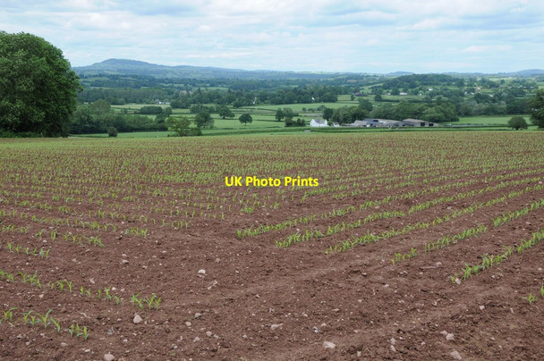 Photo 6"x4" Arable land near Clytha Pit c2012