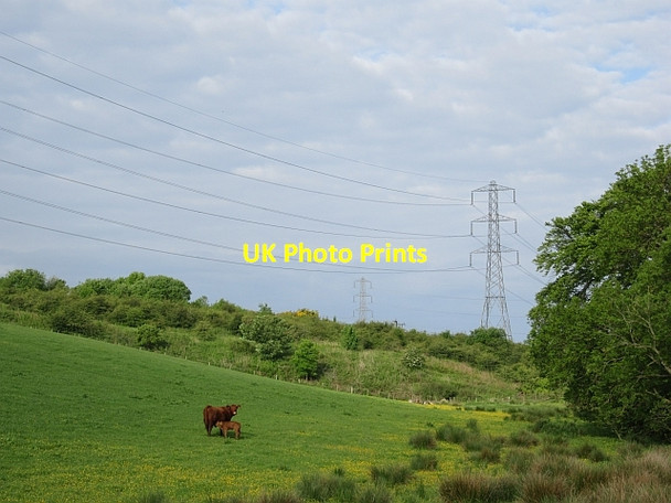 Photo 6"x4" Cow and calf, Kirknewton Kirknewton\/NT1167 c2012
