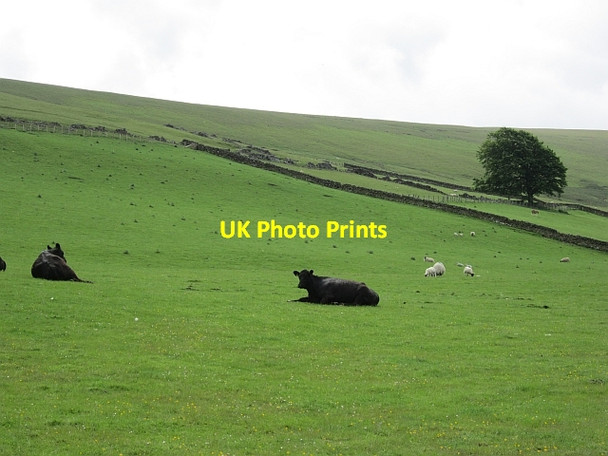 Photo 6"x4" Cattle, Craighead Abington\/NS9323 c2012