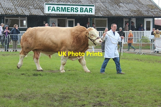 Photo 6"x4" Three Counties Show - bull on parade Malvern Wells c2012