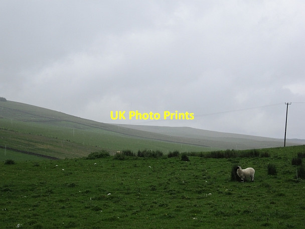 Photo 6"x4" Lamb in the rain Crawfordjohn c2012