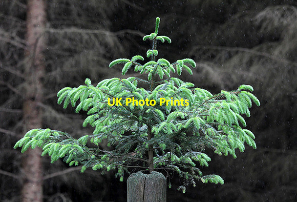 Photo 6"x4" A small fir tree growing out of a fence post Mountbengerburn c2012