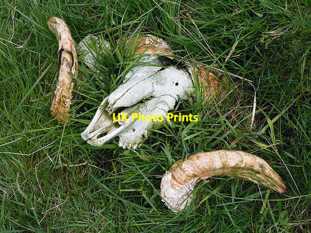 Photo 6"x4" A sheep's skull on Fans Law Talla Linnfoots c2012