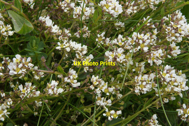 Photo 6"x4" Common Scurvy-grass (Cochlearia officianalis), Norwick Kirkaton c2012