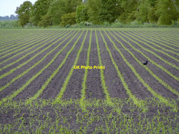 Photo 6"x4" Young maize crop Reach\/TL5666 c2012