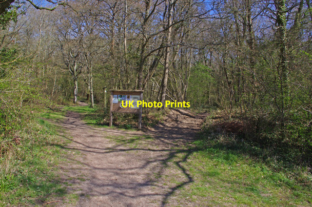 Photo 6"x4" Odiham - Odiham Common Broad Oak\/SU7551 c2012
