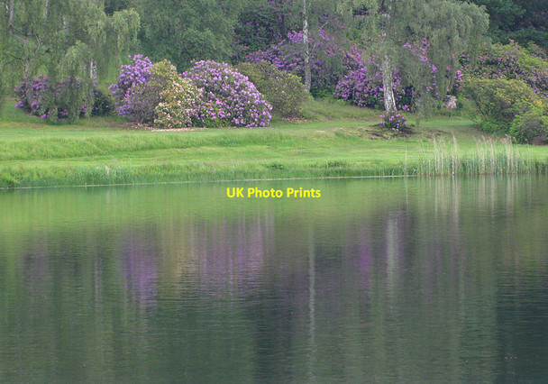 Photo 6"x4" Rhododendrons by South Lake Welburn\/SE7267 c2012