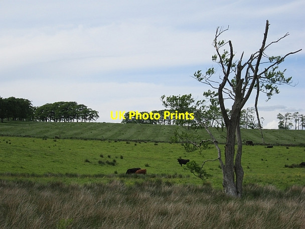 Photo 6"x4" Cattle at Covanhill Forth\/NS9453 c2012