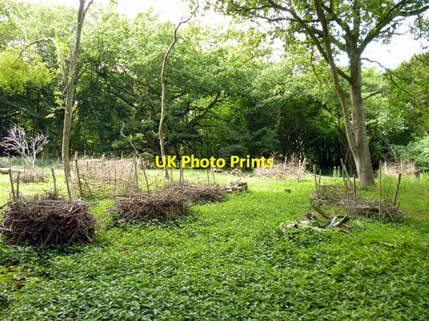 Photo 6"x4" Coppiced area in Merrow Downs woodland Newlands Corner c2012