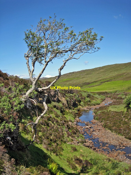 Photo 6"x4" Tough tree Fasach c2012