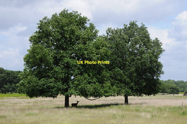 Photo 6"x4" Deer under trees, Richmond Park Kingston Upon Thames c2012