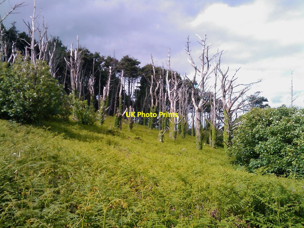 Photo 6"x4" Edge of forestry Castlefreke c2012