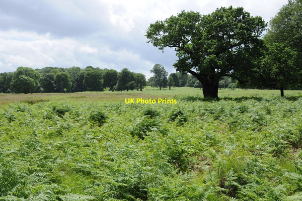 Photo 6"x4" Richmond Park Kingston Upon Thames c2012