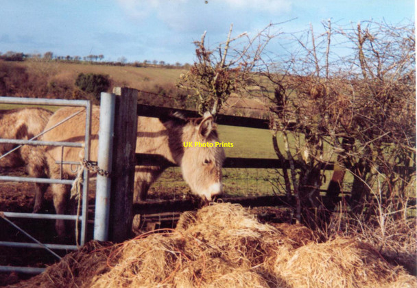 Photo 6"x4" Donkeys, Llanteg Llanteg c2006