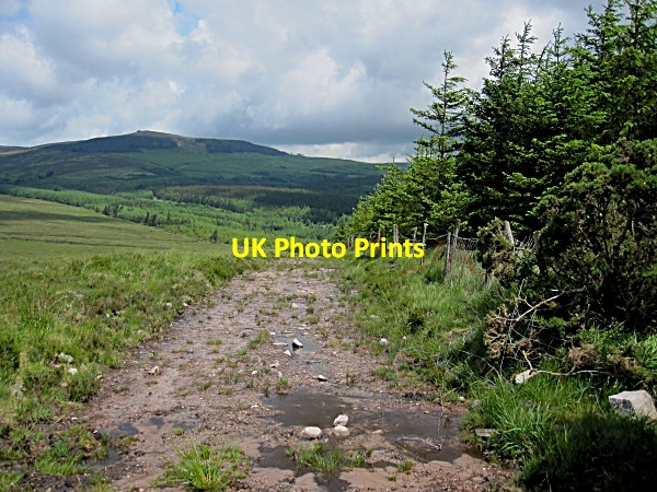 Photo 6"x4" Forest and Heath Ballylooby c2012