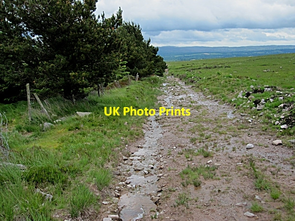 Photo 6"x4" Forest Edge Ballylooby c2012